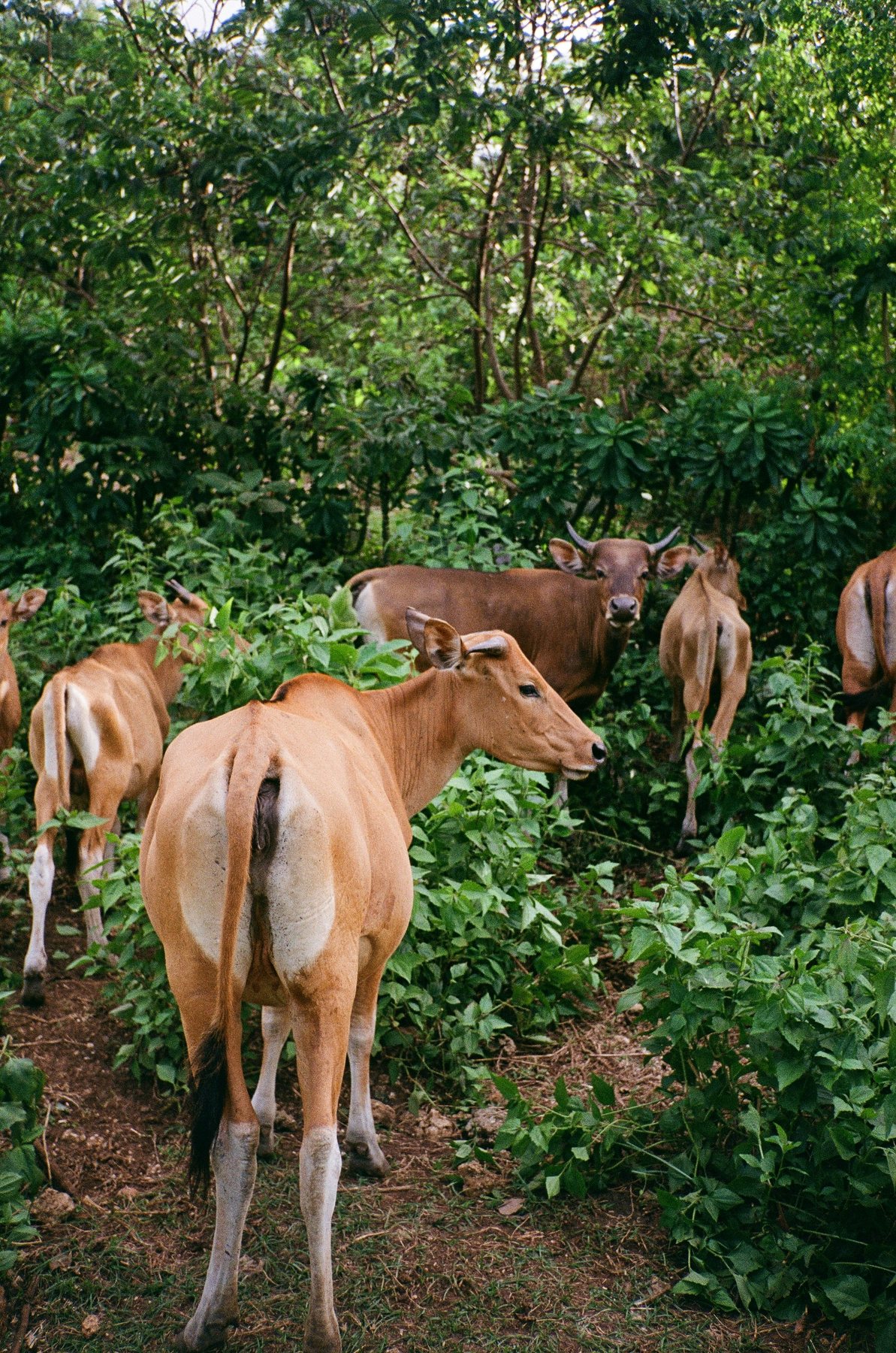 Cattle