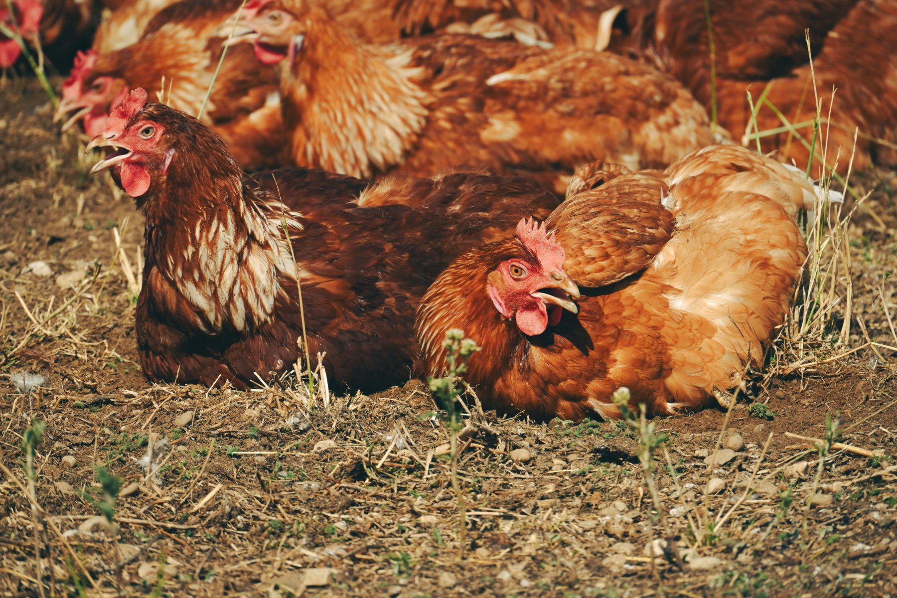Chickens