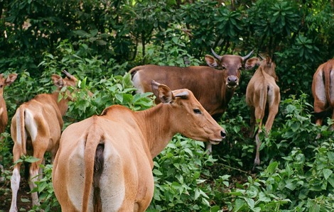 Bothends Farms cattle farm development
