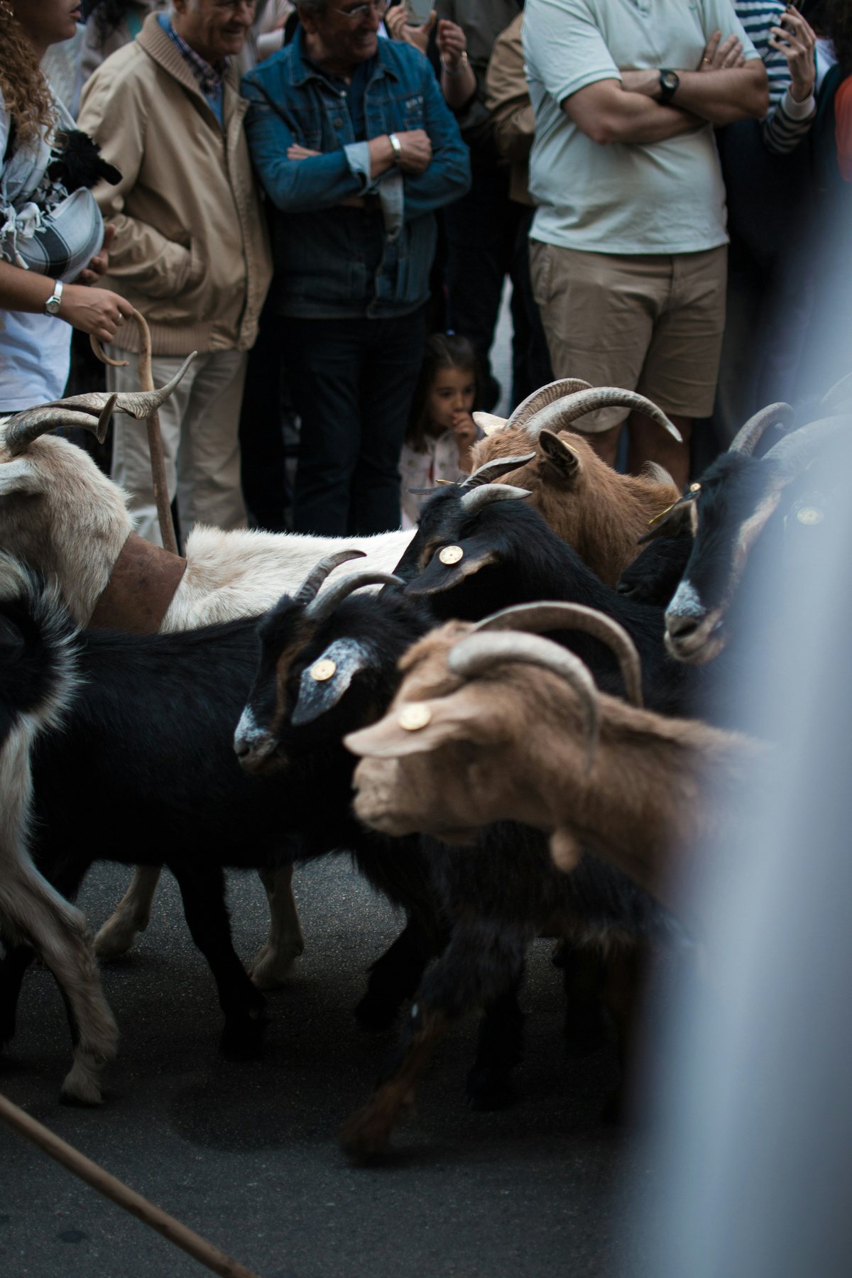 Goats
