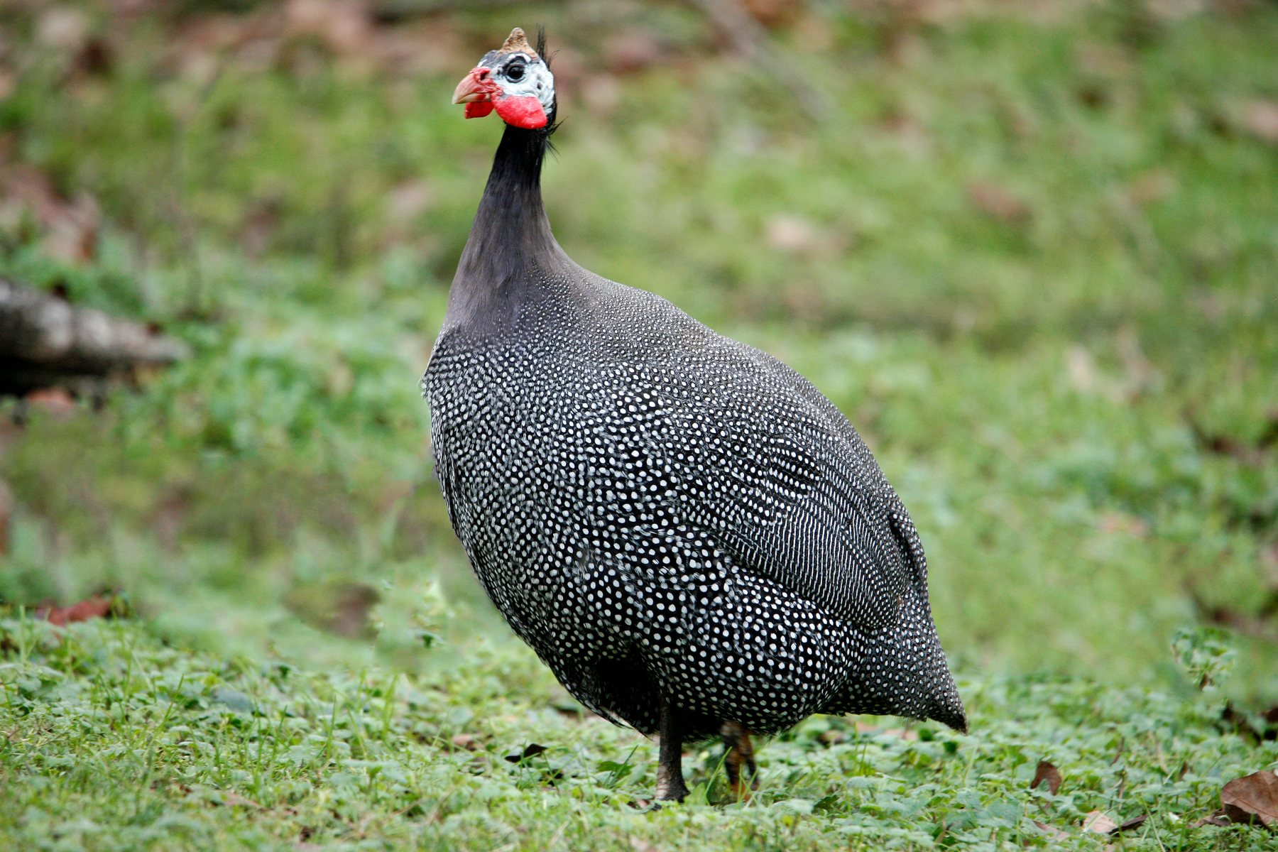 Guinea Fowls
