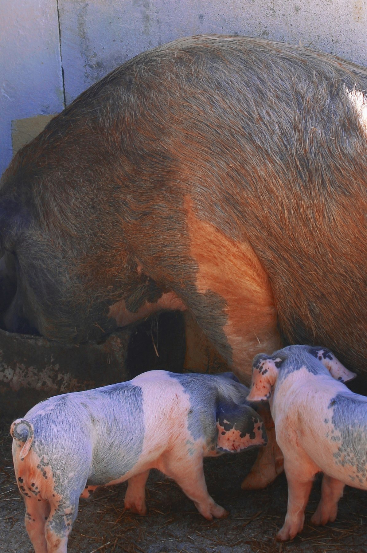 Pigs