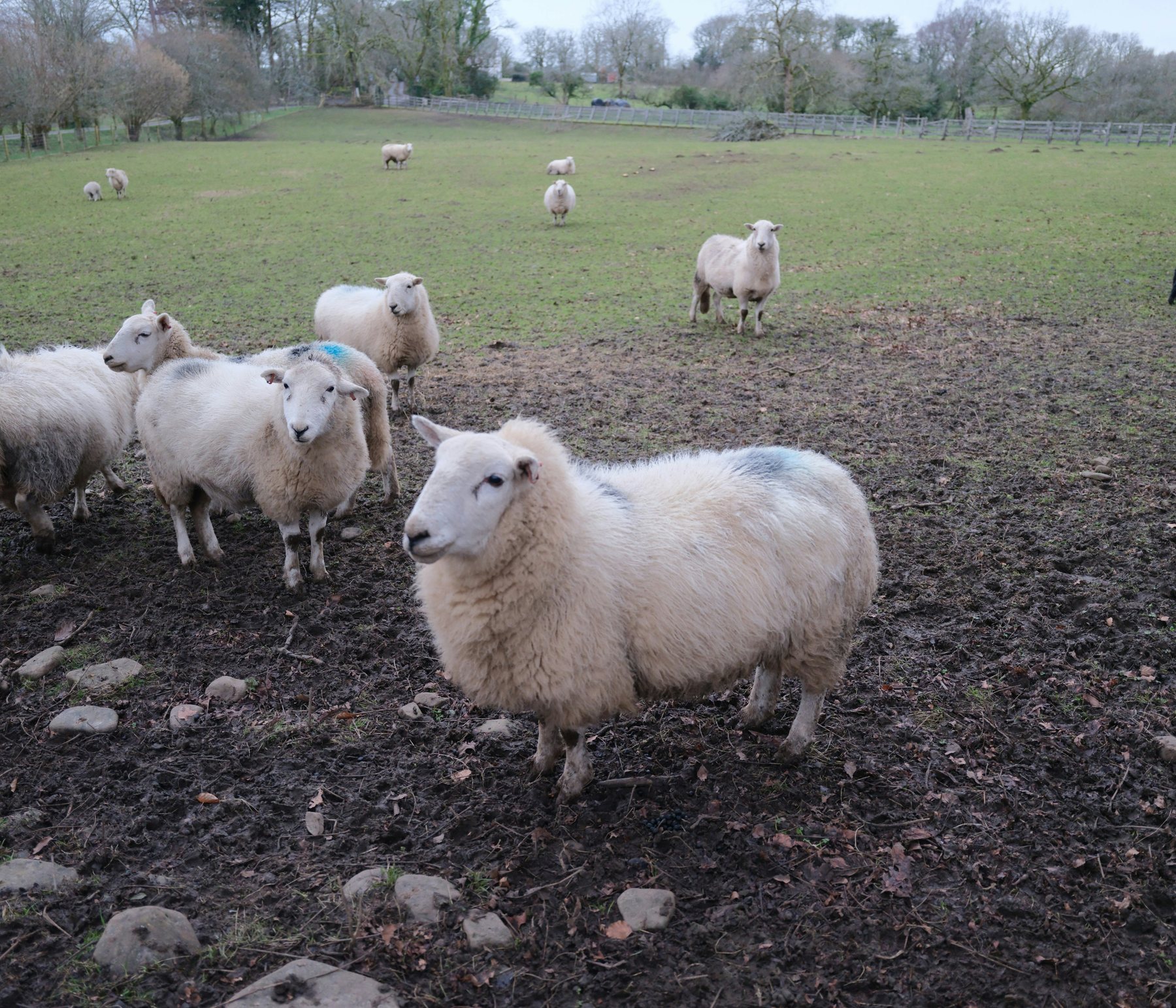 Sheep