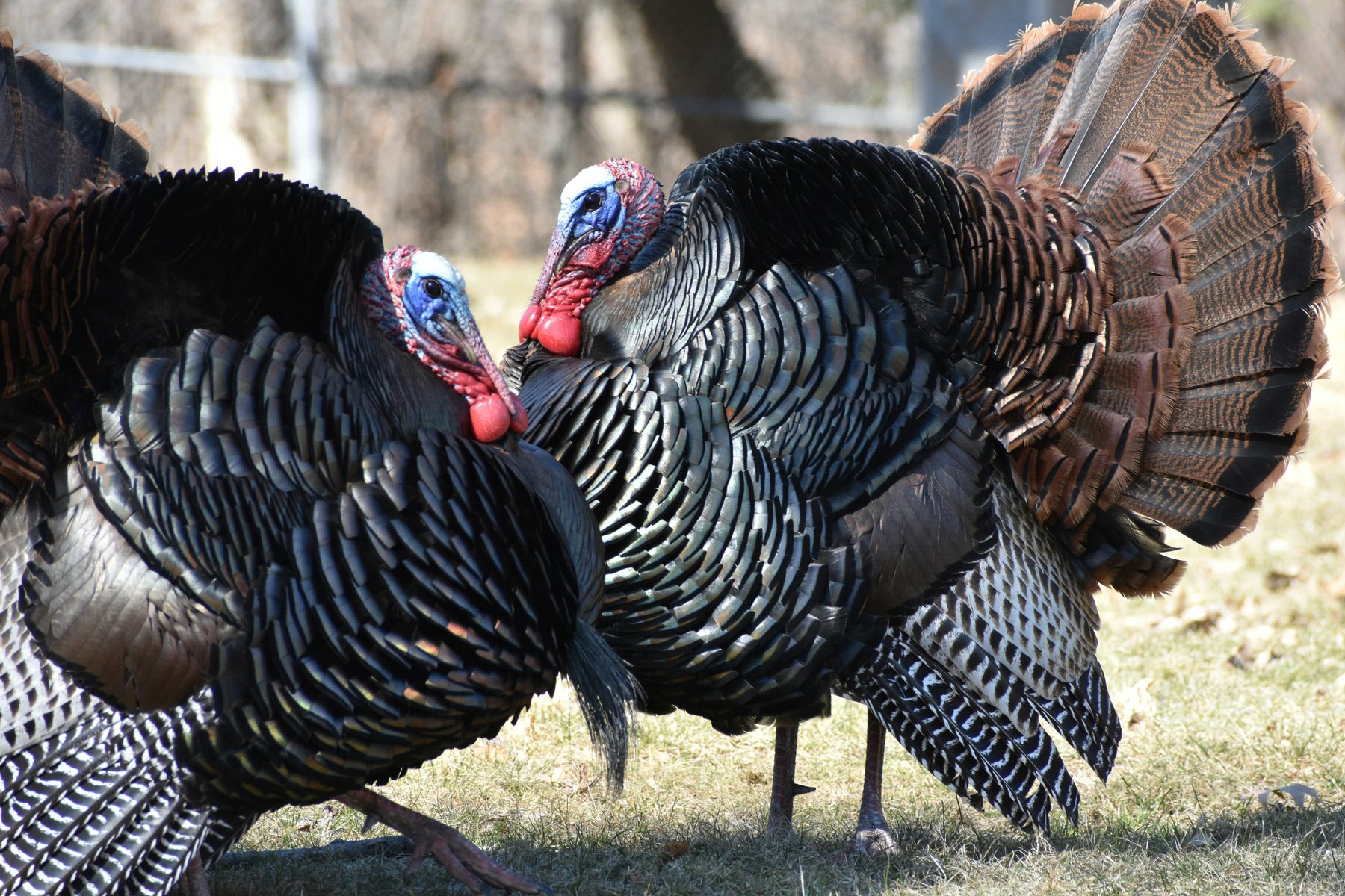Turkeys